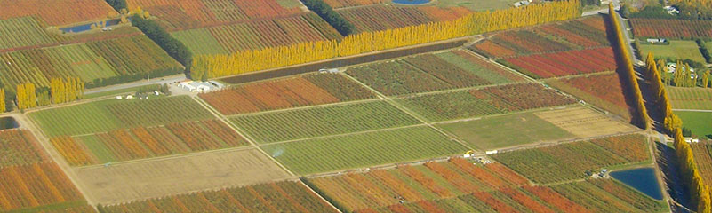 Sarita Orchard image