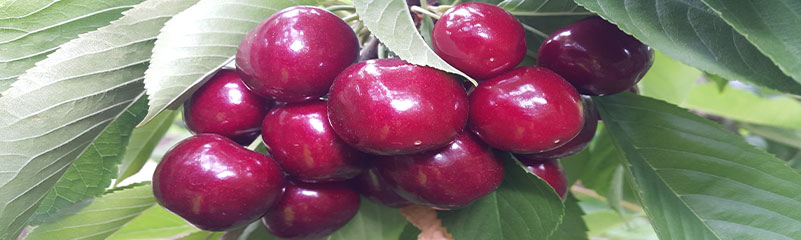 Cherries image